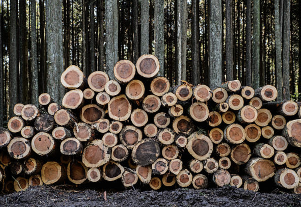 間伐した杉の木